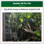 Cây đổ đè chung cư Bellevue 8 người di dời