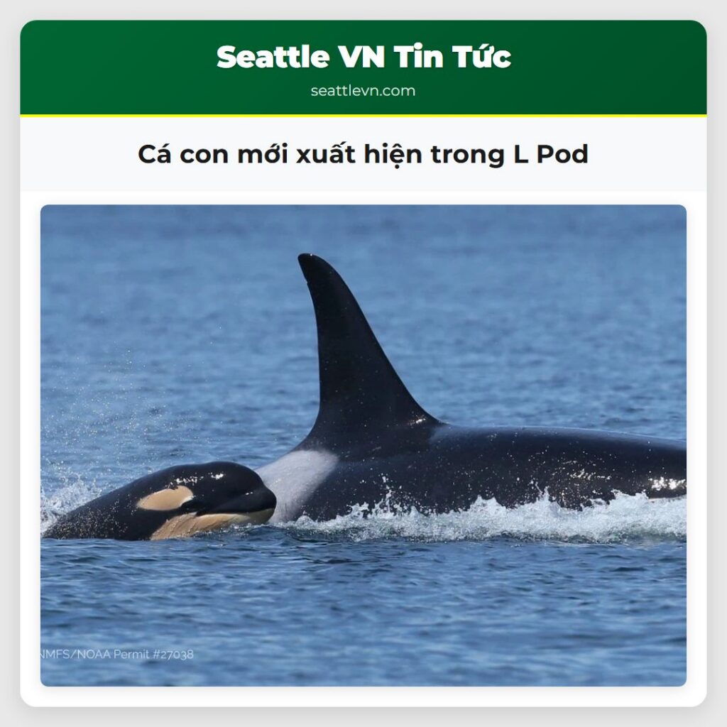 Cá con mới xuất hiện trong L Pod