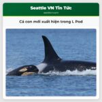 Cá con mới xuất hiện trong L Pod