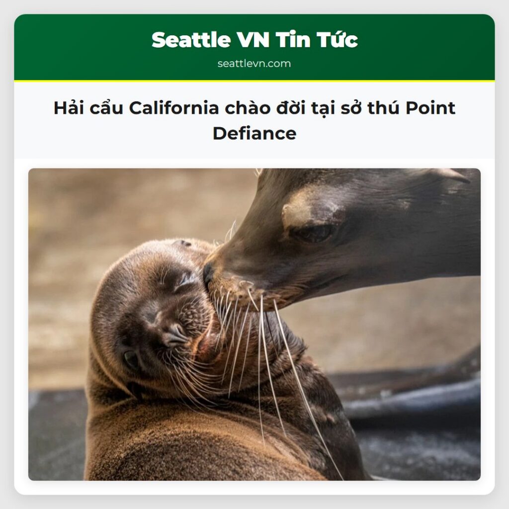 Hải cẩu California chào đời tại sở thú Point