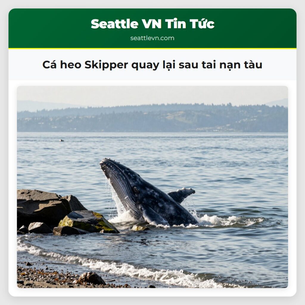 Cá heo Skipper quay lại sau tai nạn tàu