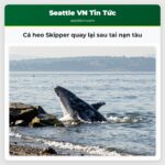 Cá heo Skipper quay lại sau tai nạn tàu