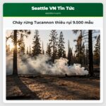 Cháy rừng Tucannon thiêu rụi 9.500 mẫu