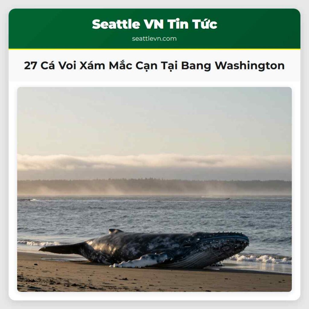 27 Cá Voi Xám Mắc Cạn Tại Bang Washington