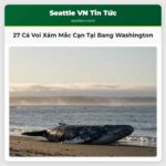 27 Cá Voi Xám Mắc Cạn Tại Bang Washington