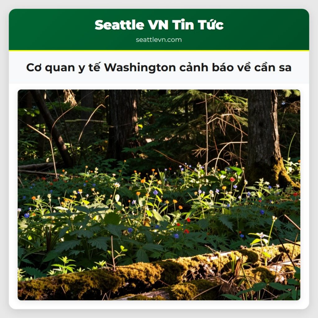Cơ quan y tế Washington cảnh báo về cần sa