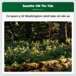 Cơ quan y tế Washington cảnh báo về cần sa