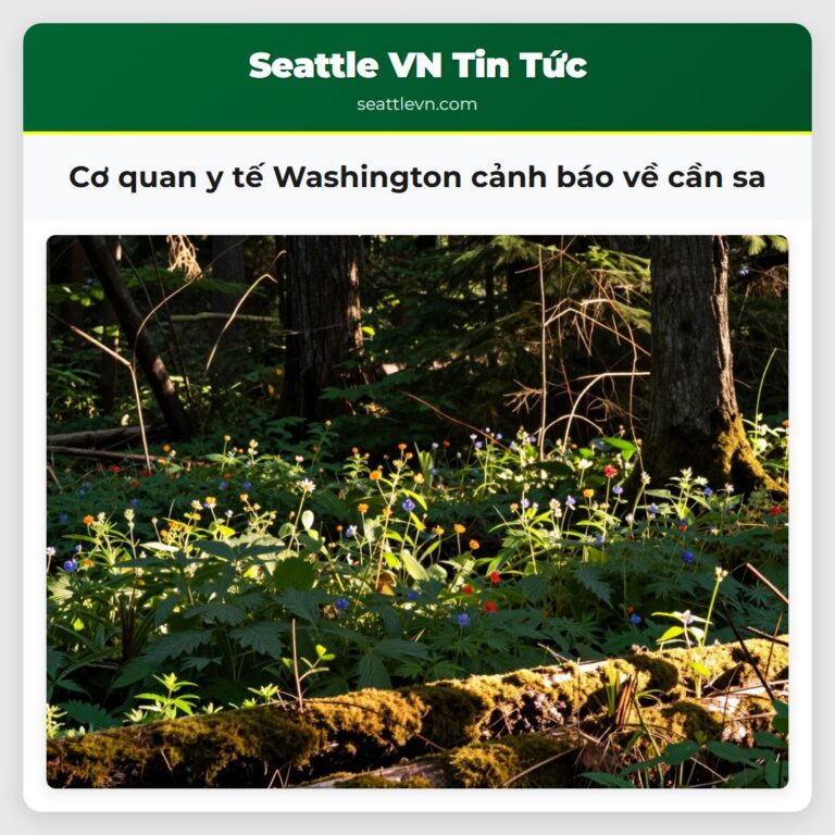 Cơ quan y tế Washington cảnh báo về cần sa
