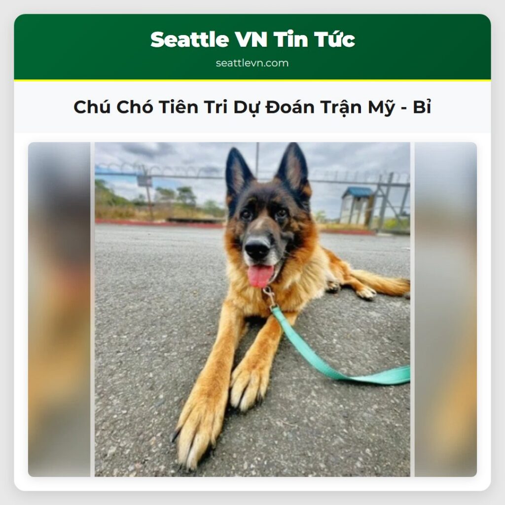 Chú Chó Tiên Tri Dự Đoán Trận Mỹ - Bỉ