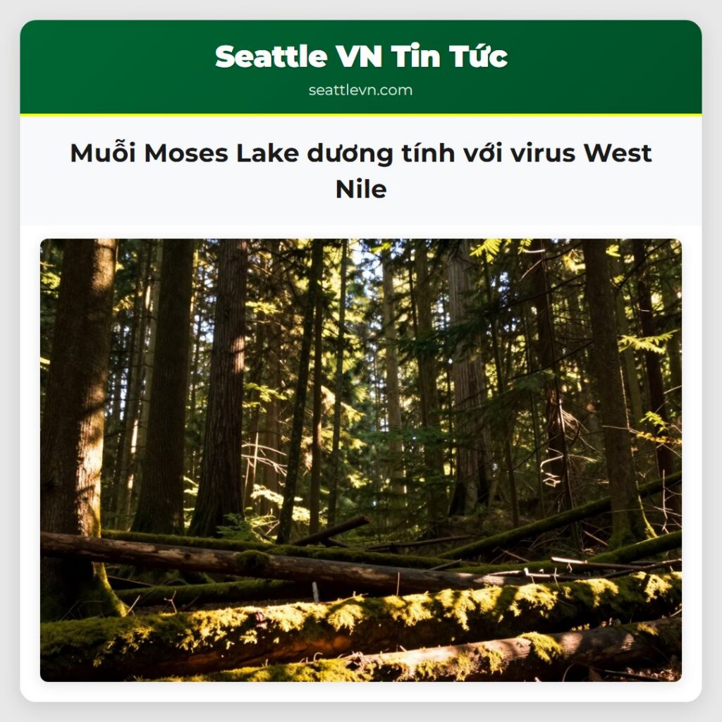 Muỗi Moses Lake dương tính với virus West Nile