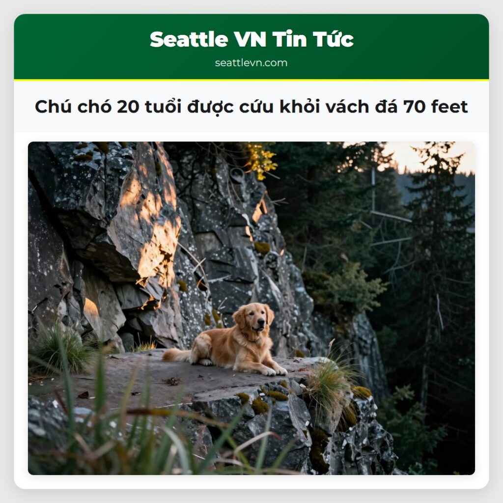 Chú chó 20 tuổi được cứu khỏi vách đá 70 feet